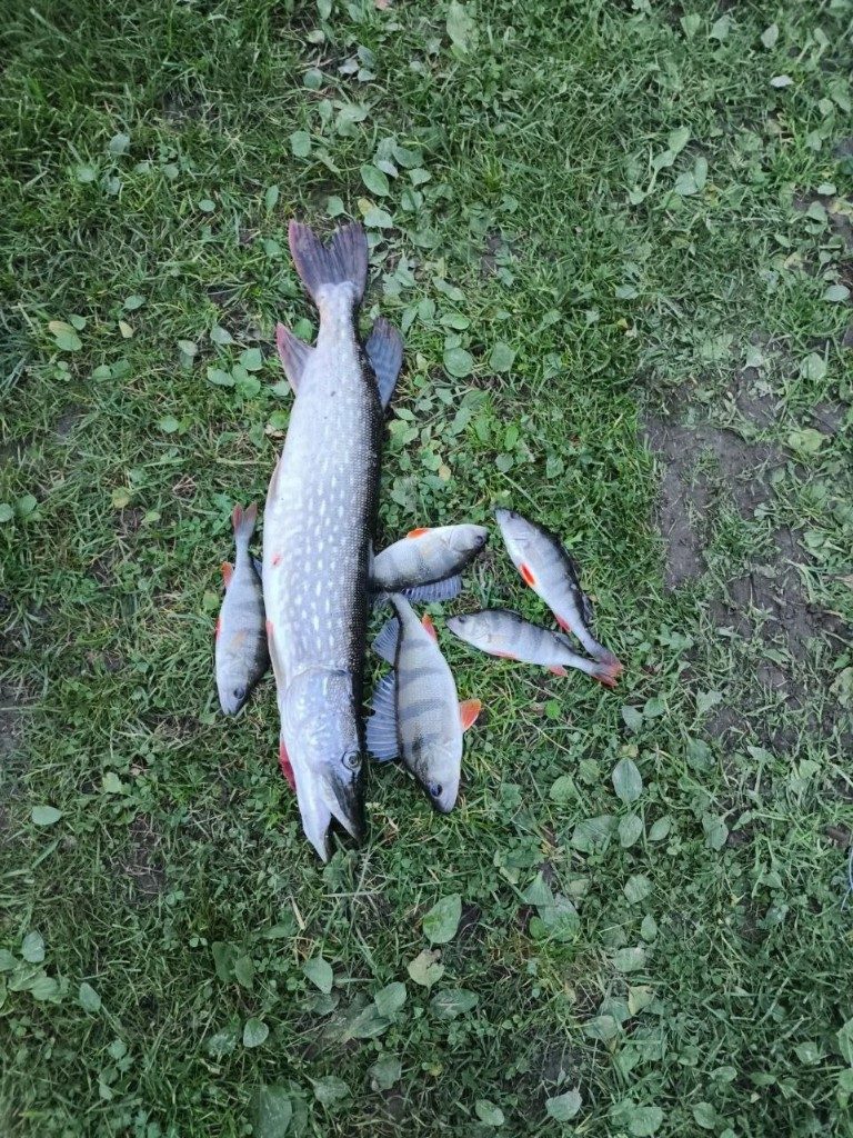 Щука и окуни на траве после рыбалки во Власьево, Гагаринский район